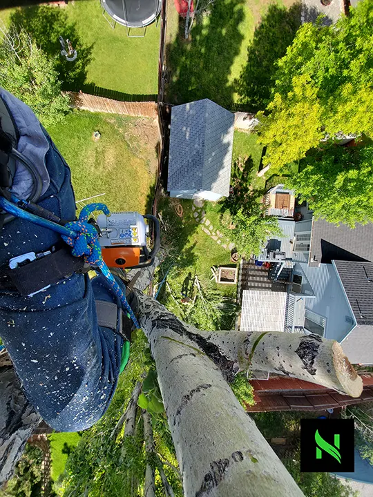 Photo of yard from atop a very tall tree.