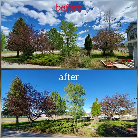 Photo of the lawn and trees on customers yard before and after service.