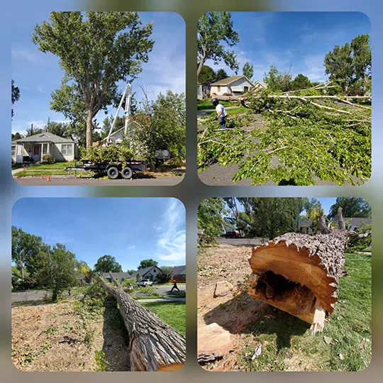 I was contracted to trim this tree. While in it I noticed an extreme amount of rot, due to improper trimming in the past. After discussing it with the home owner, we decided removal was the safest thing to do. We were able to help him make his property a safer place.